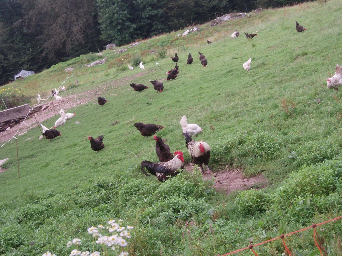 Ferme Du Barba D'hôtes&gîte Liézey