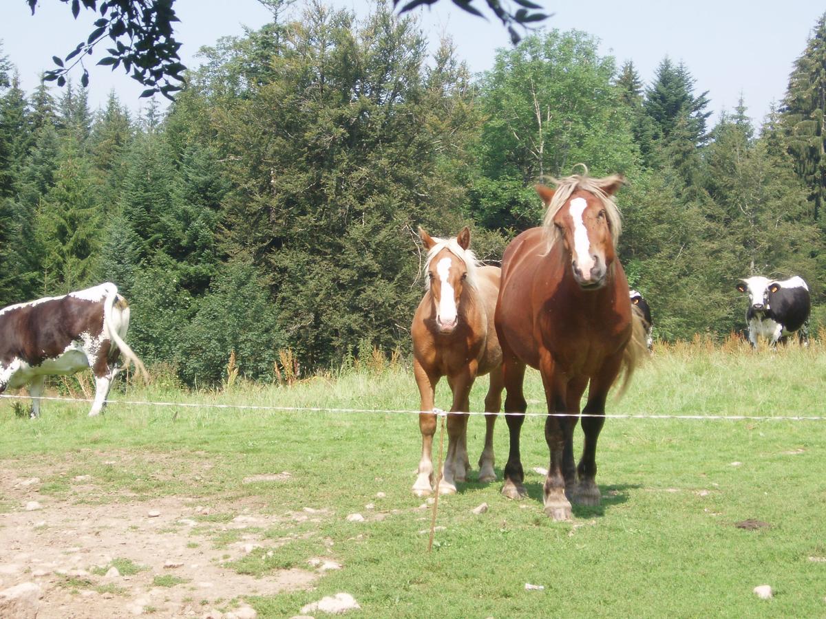 Casa de Férias Ferme Du Barba D'hôtes&gîte